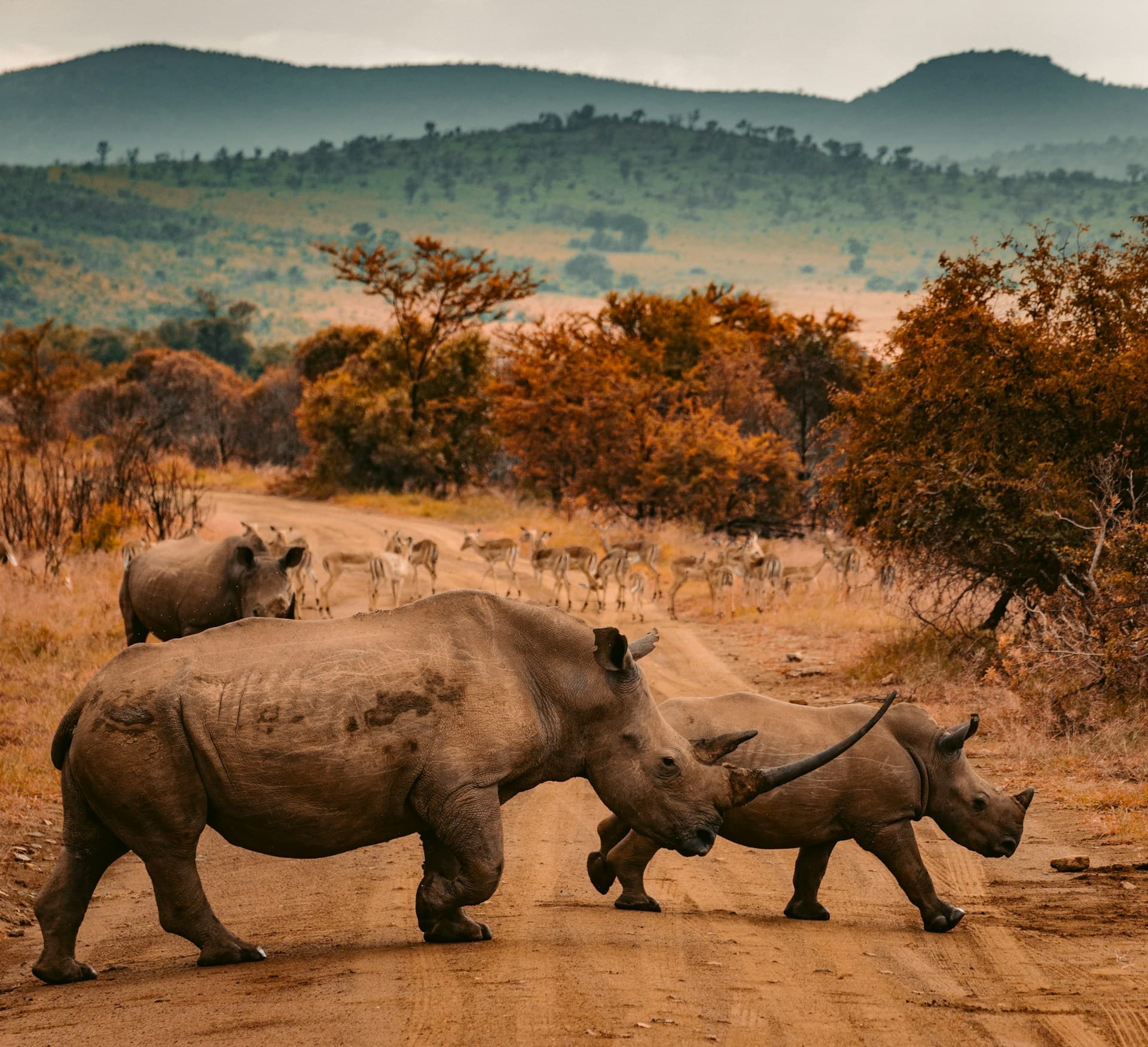 Safari experience